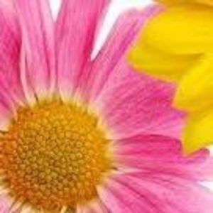 Meet your Posher, Sue